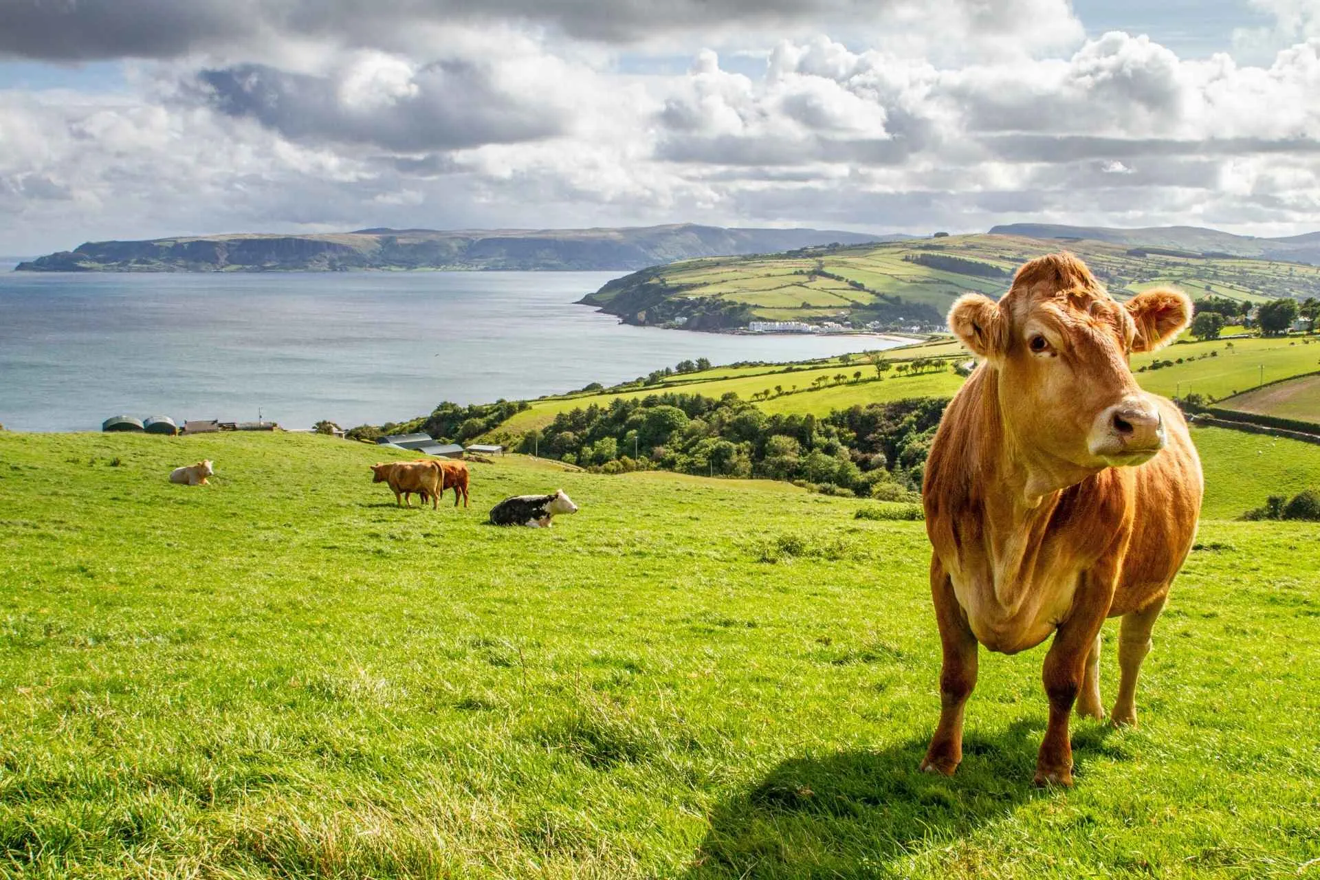De mooiste fly drives naar Ierland met de Jong Intra Vakanties