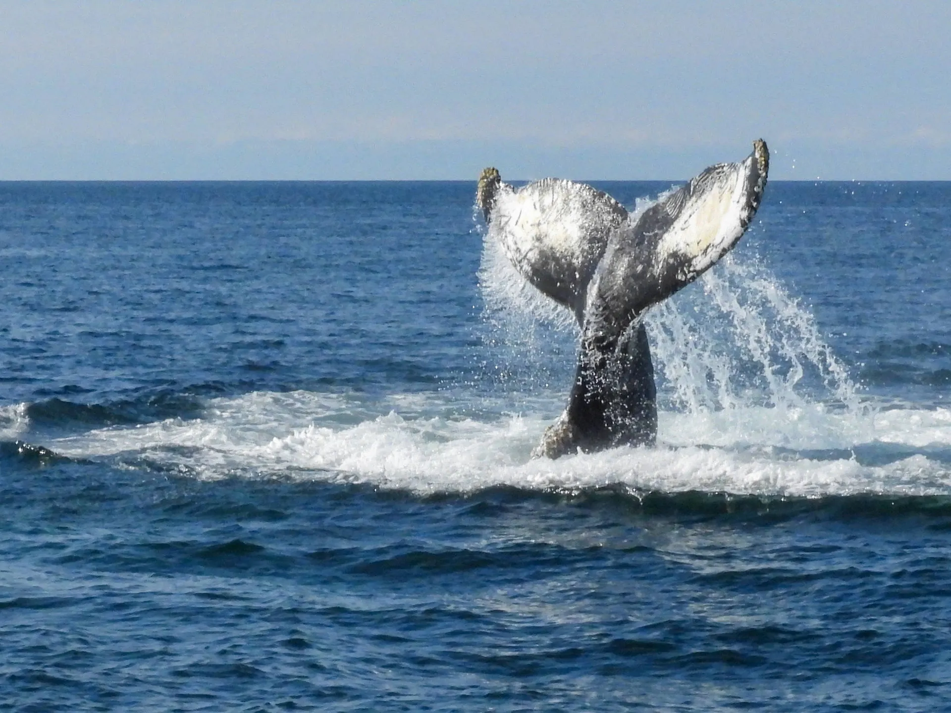 Nova Scotia walvis