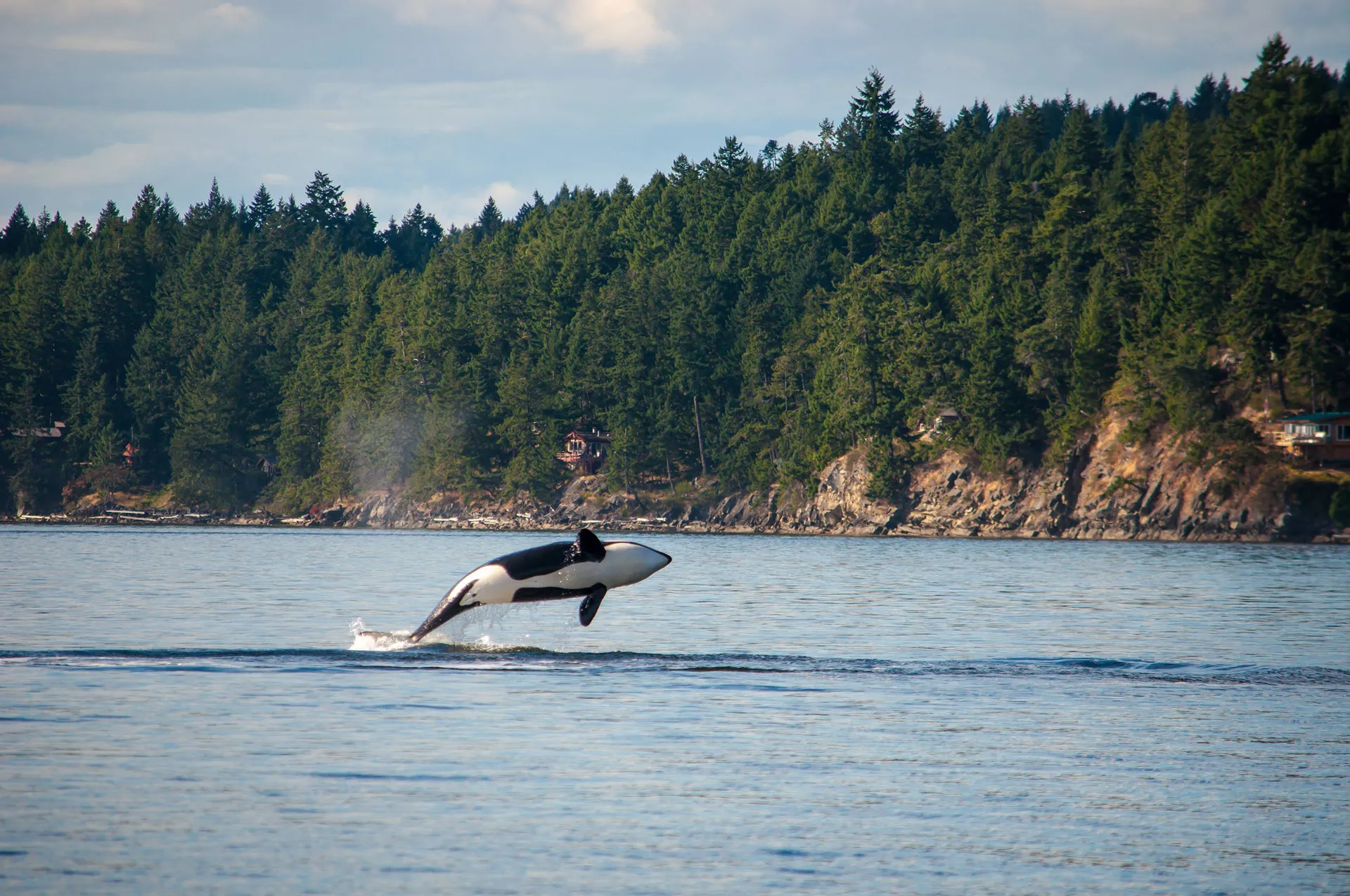 Online bestellen: Whales, Bears and Vancouver Island