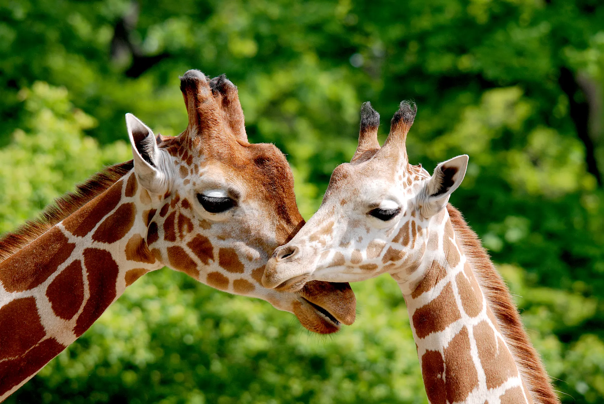 Dierenpark Punta Verda, AdobeStock_108503160