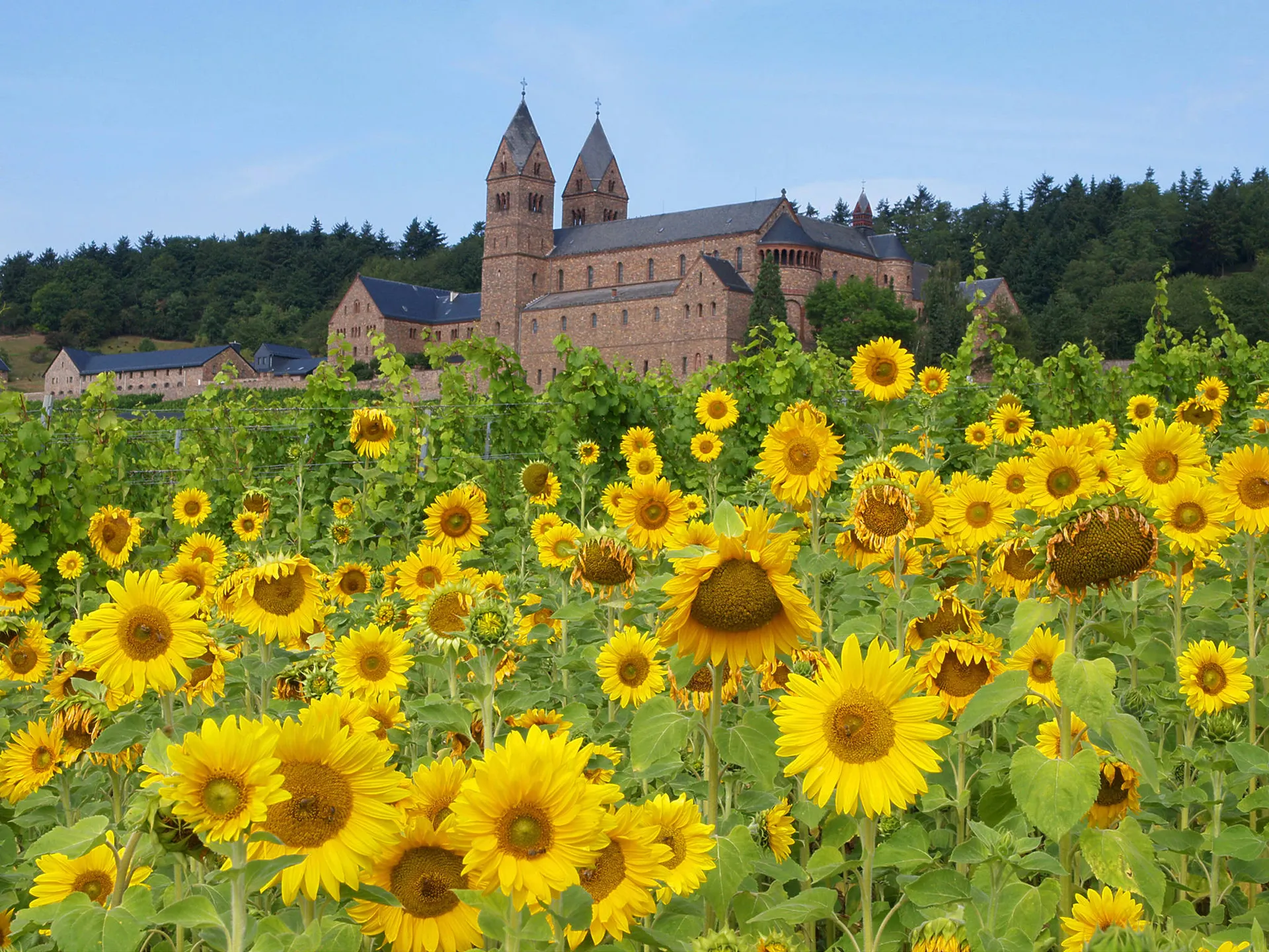 Rijnromantiek naar Rüdesheim met mps Johann Strauss