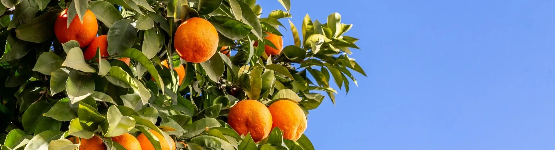De vele sinaasappelbomen in Sevilla tijdens een stedentrip, Spanje - de Jong Intra Vakanties