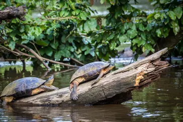 Tortuguero NP
