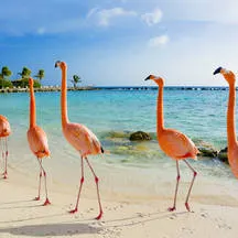 Festivals en feesten Aruba