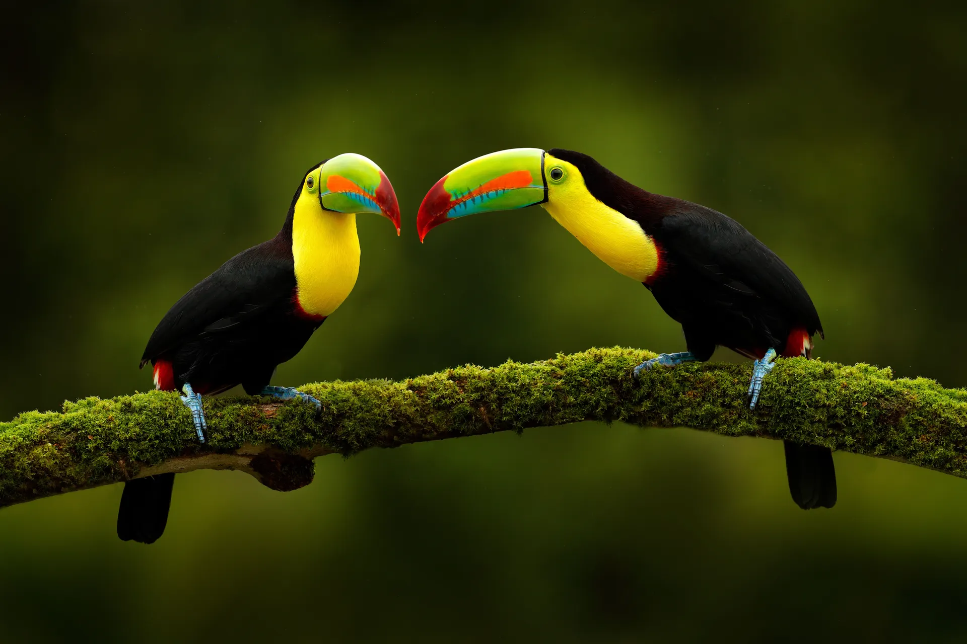 Ontdek Costa Rica afbeelding 4