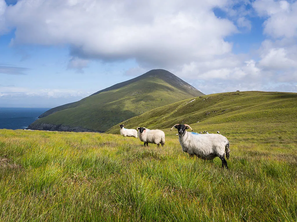 Online bestellen: The Wild Atlantic Way