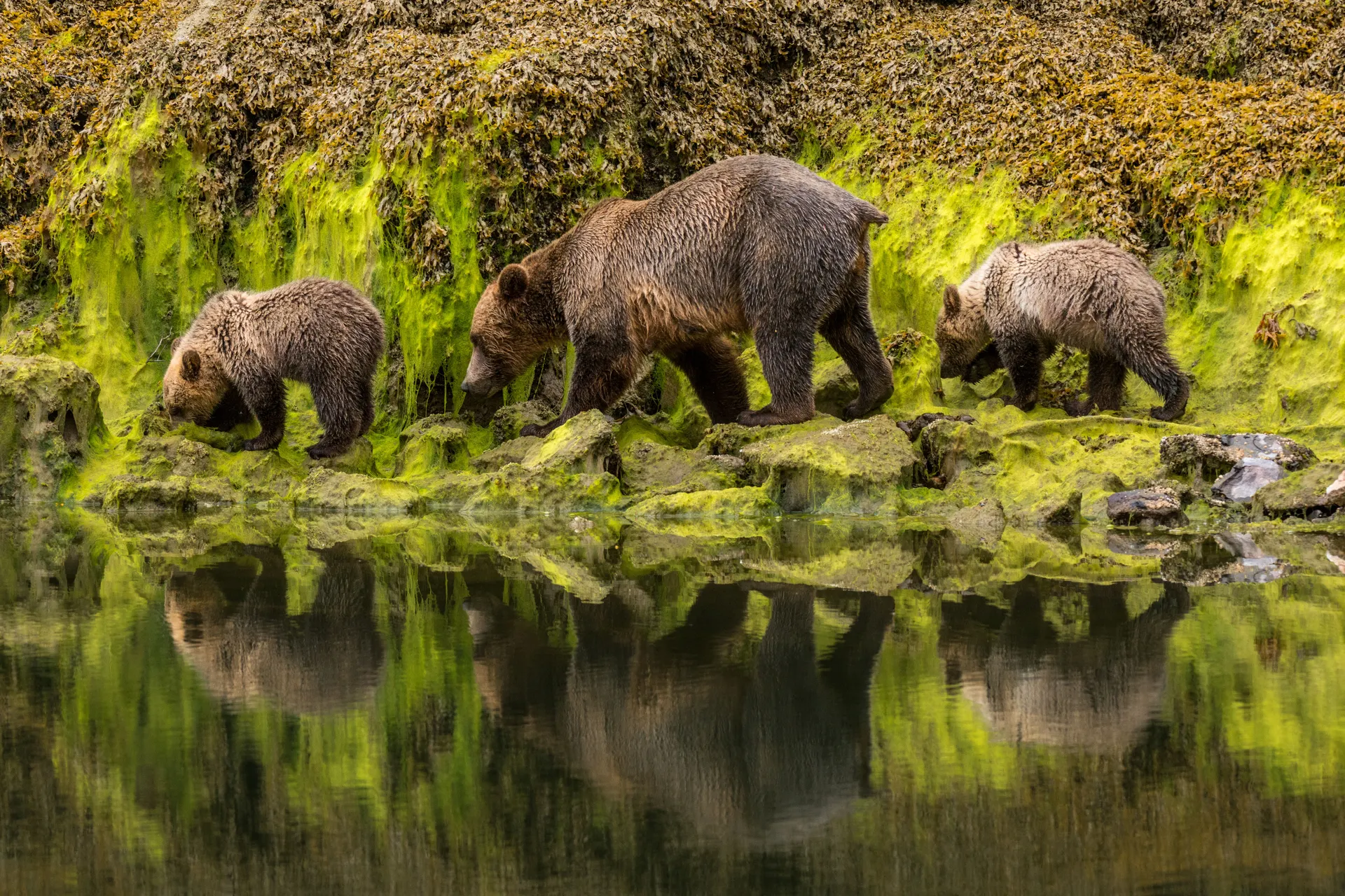 FPF National Nature papier 2014 - 25/849 - 15,3/20 - 11-20-15 (coup de coeur de Mathieu Pujol)<br>Maman Grizzly - FPF défi France Photographie 2015 - Nature - Publié