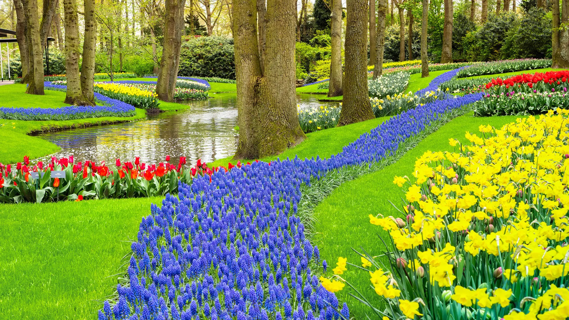 Bloemencruise vanaf Rotterdam