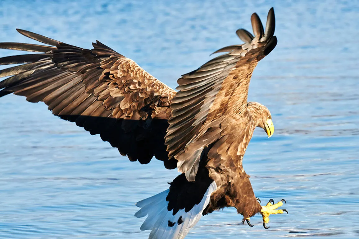 Zeearend safari  - Foto: Ian Robins