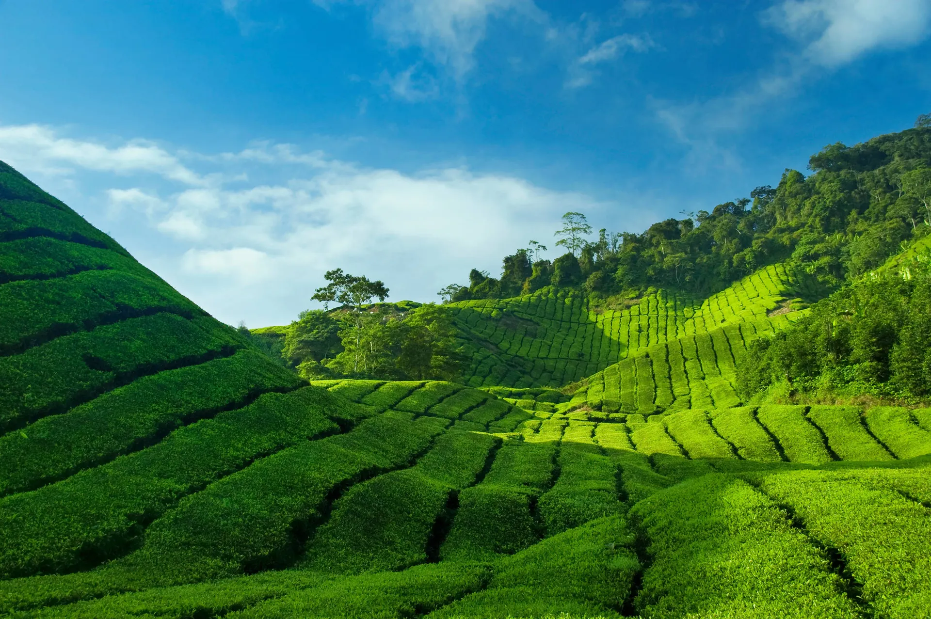 Cameron Highlands