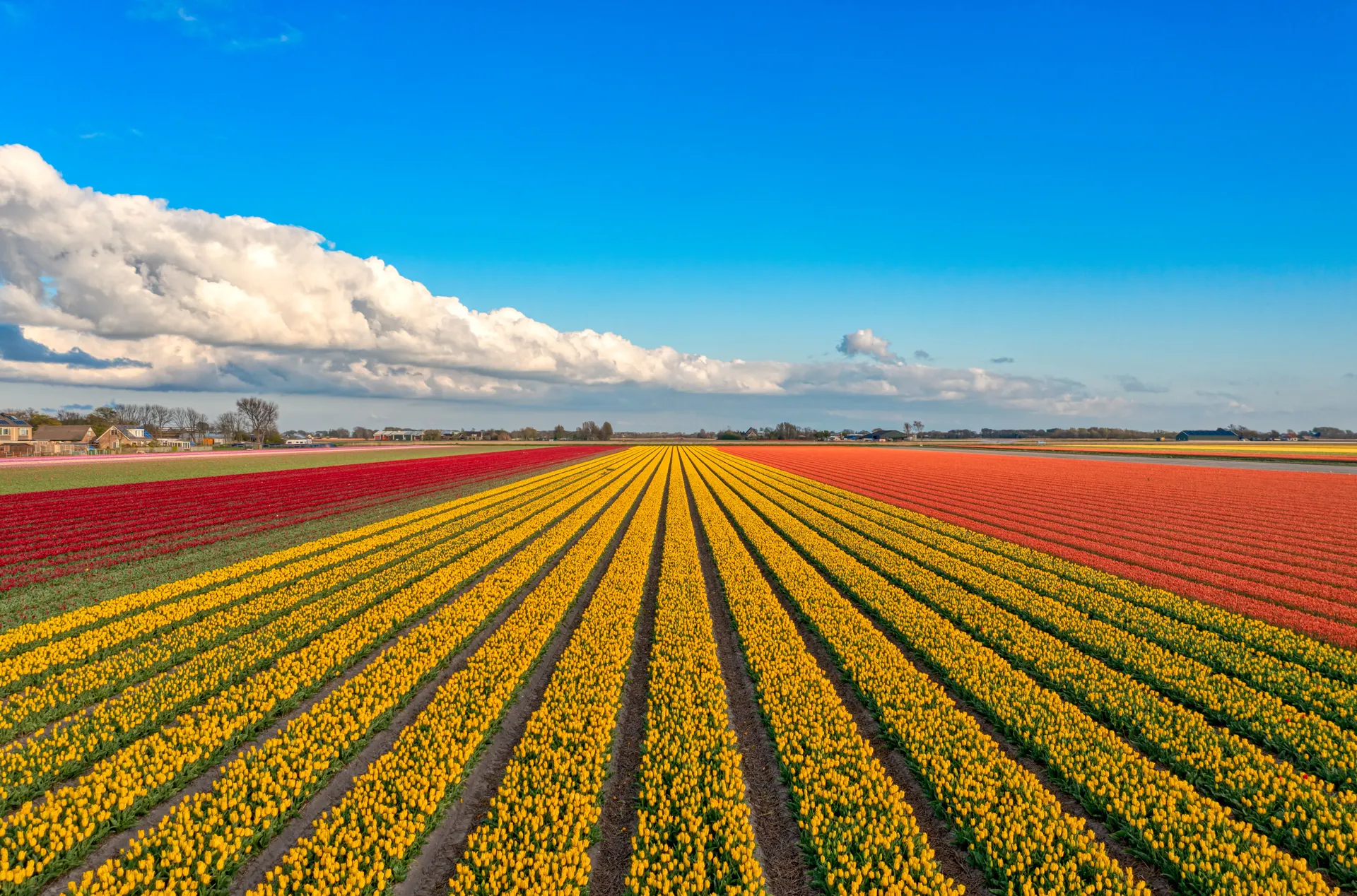 impressie De Holland
