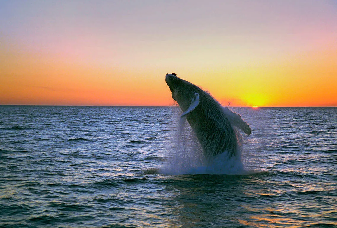 Online bestellen: Whales, Bears and Vancouver Island