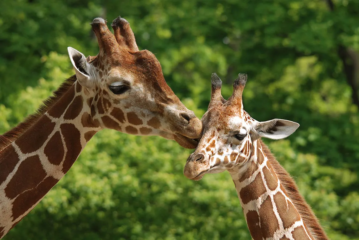 Giraffes