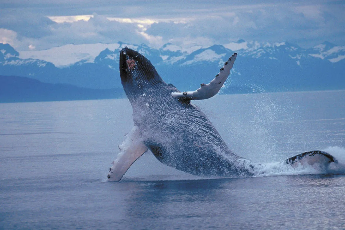 Alaska & Yukon Highlights