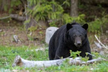 Bear watching in Canada