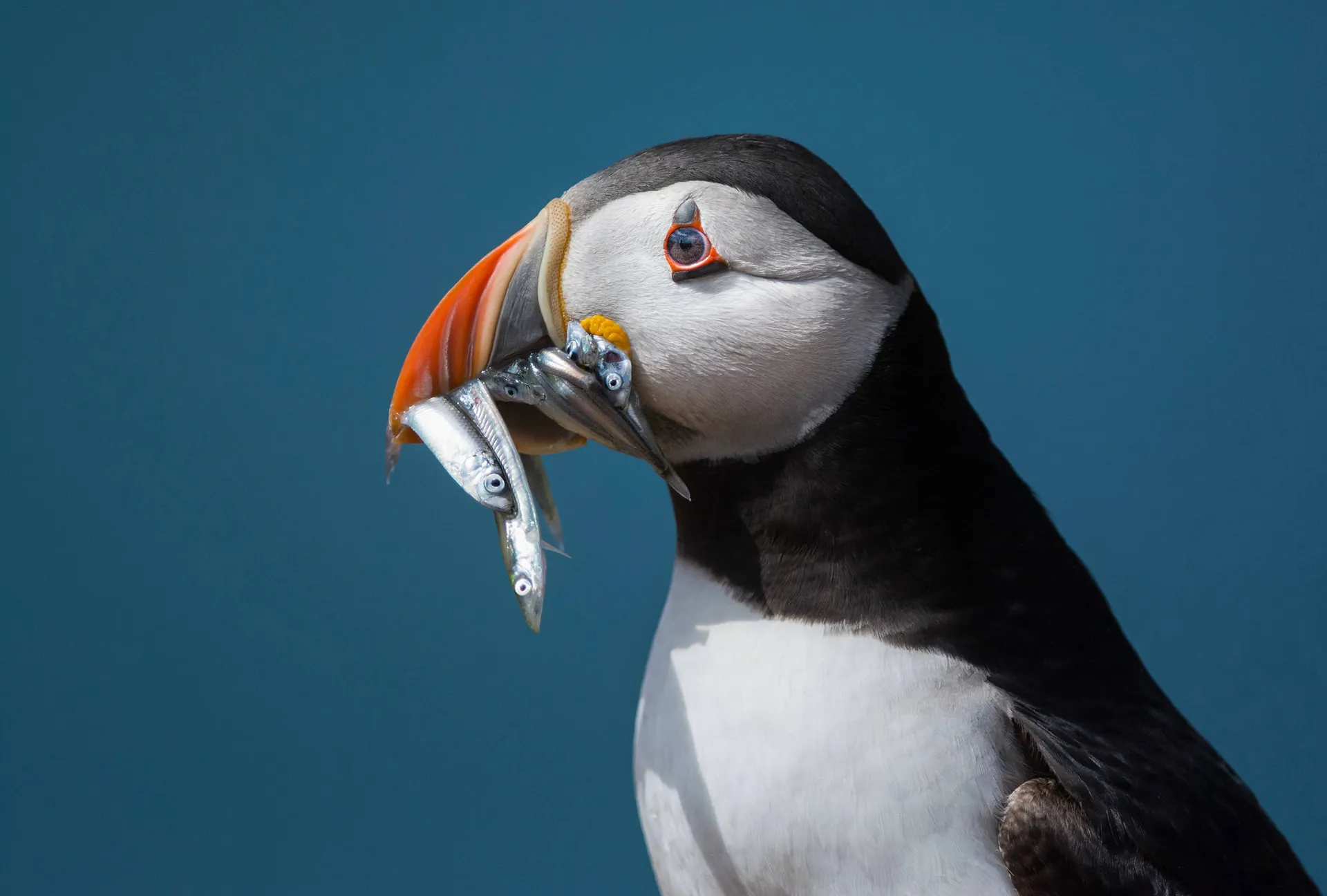 Ontdek IJsland in 8 dagen