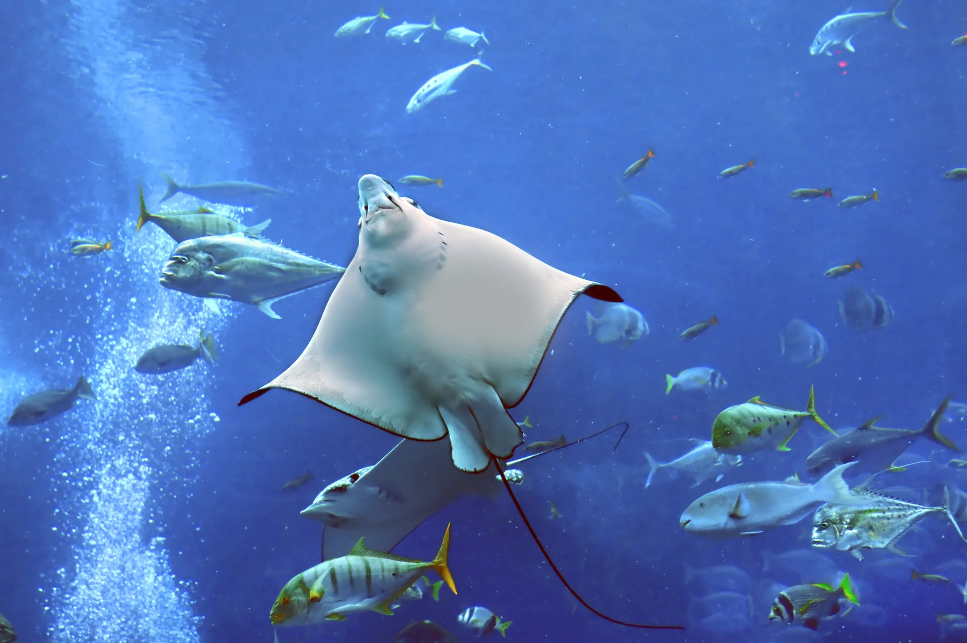 Stedentrip Dubai, Dubai Aquarium & Underwater Zoo, Dubai, Verenigde Arabische Emiraten | de Jong Intra Vakanties