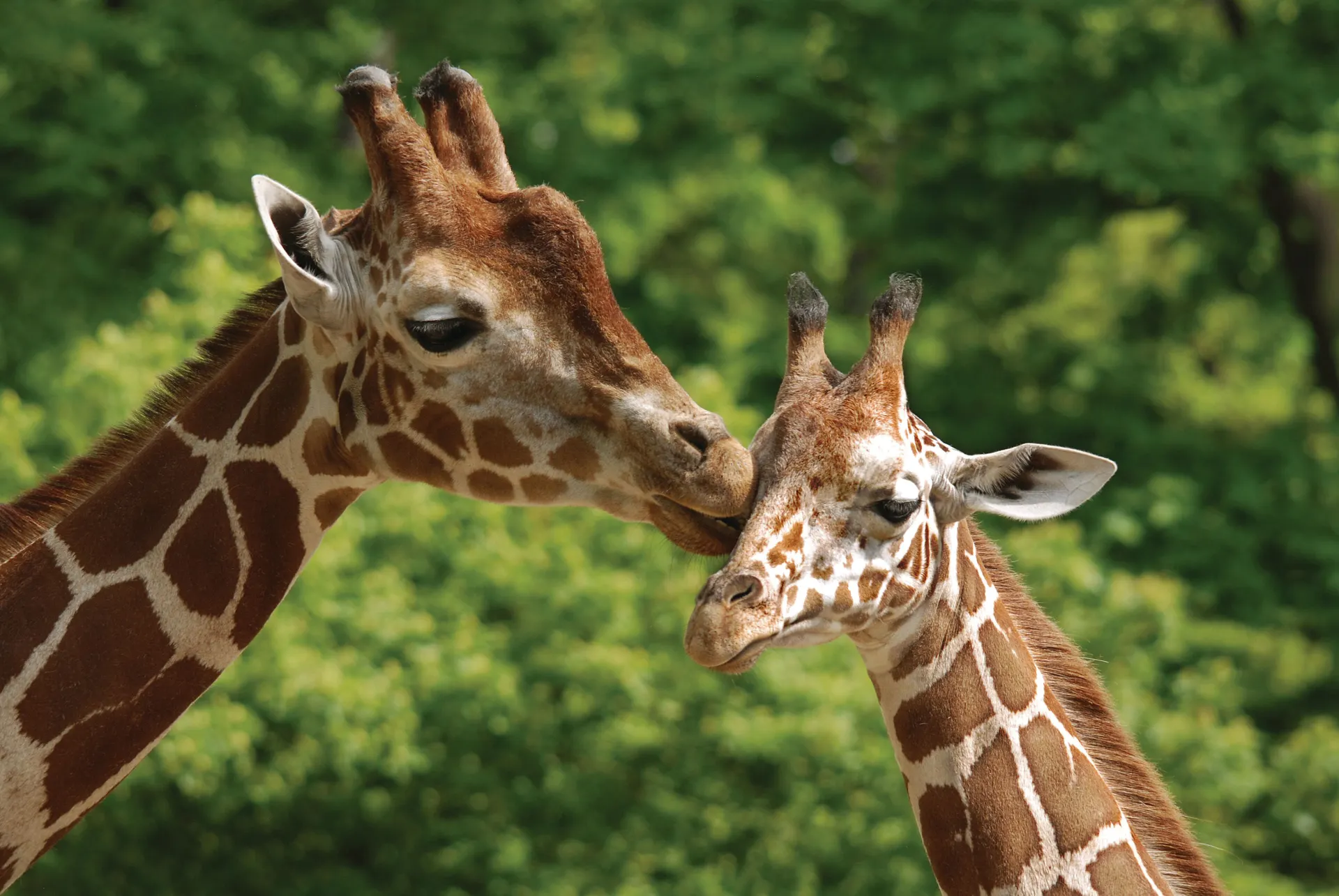 Giraffes