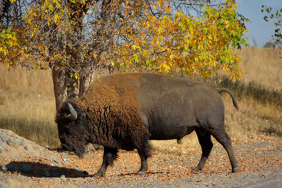 Rocky Mountain Frontiers afbeelding 4