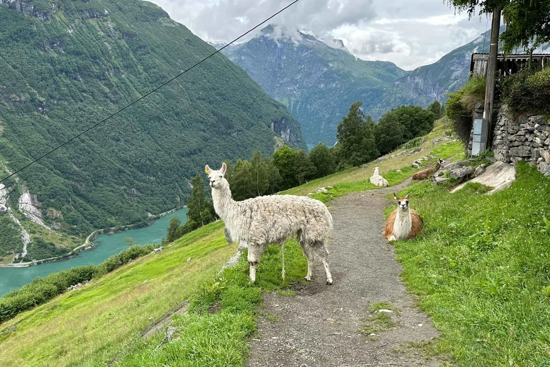 Lama's onderweg naar de Storseterfossen waterval, Noorwegen - de Jong Intra Vakanties