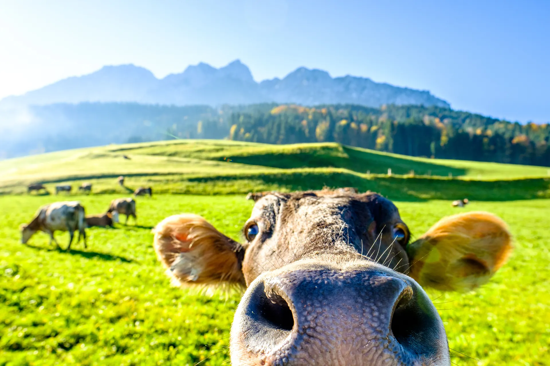 Alpenavontuur met de kinderen afbeelding 4