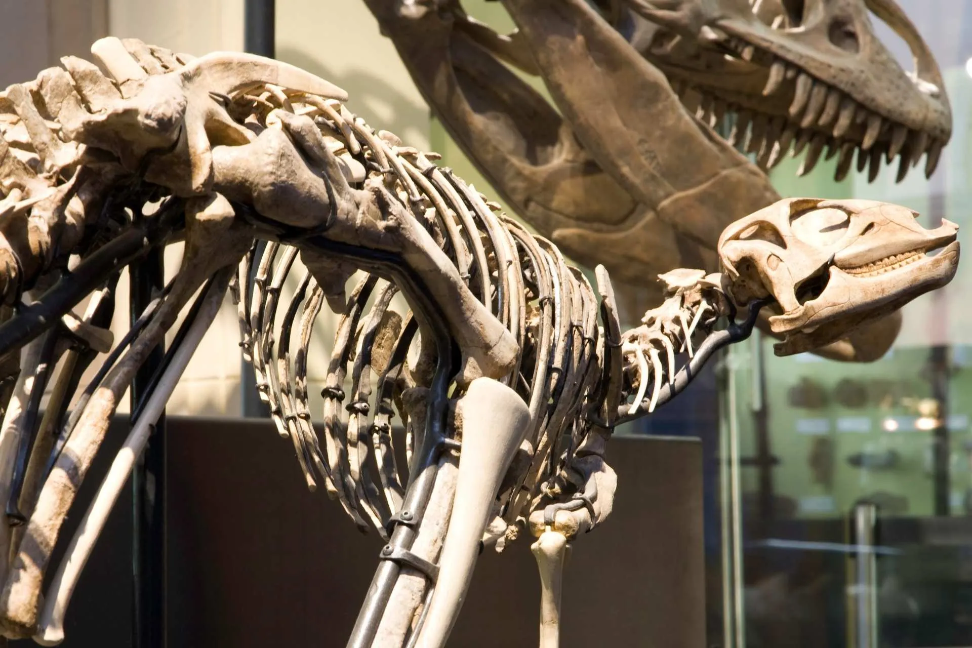Naturkundemuseum Berlijn met Tyrannosaurus rex skelet in museumhal tijdens een stedentrip Berlijn met de Jong Intra Vakanties