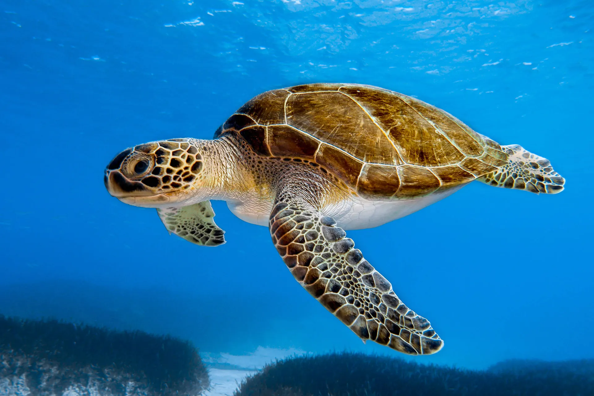 Schildpad bij Lara Beach