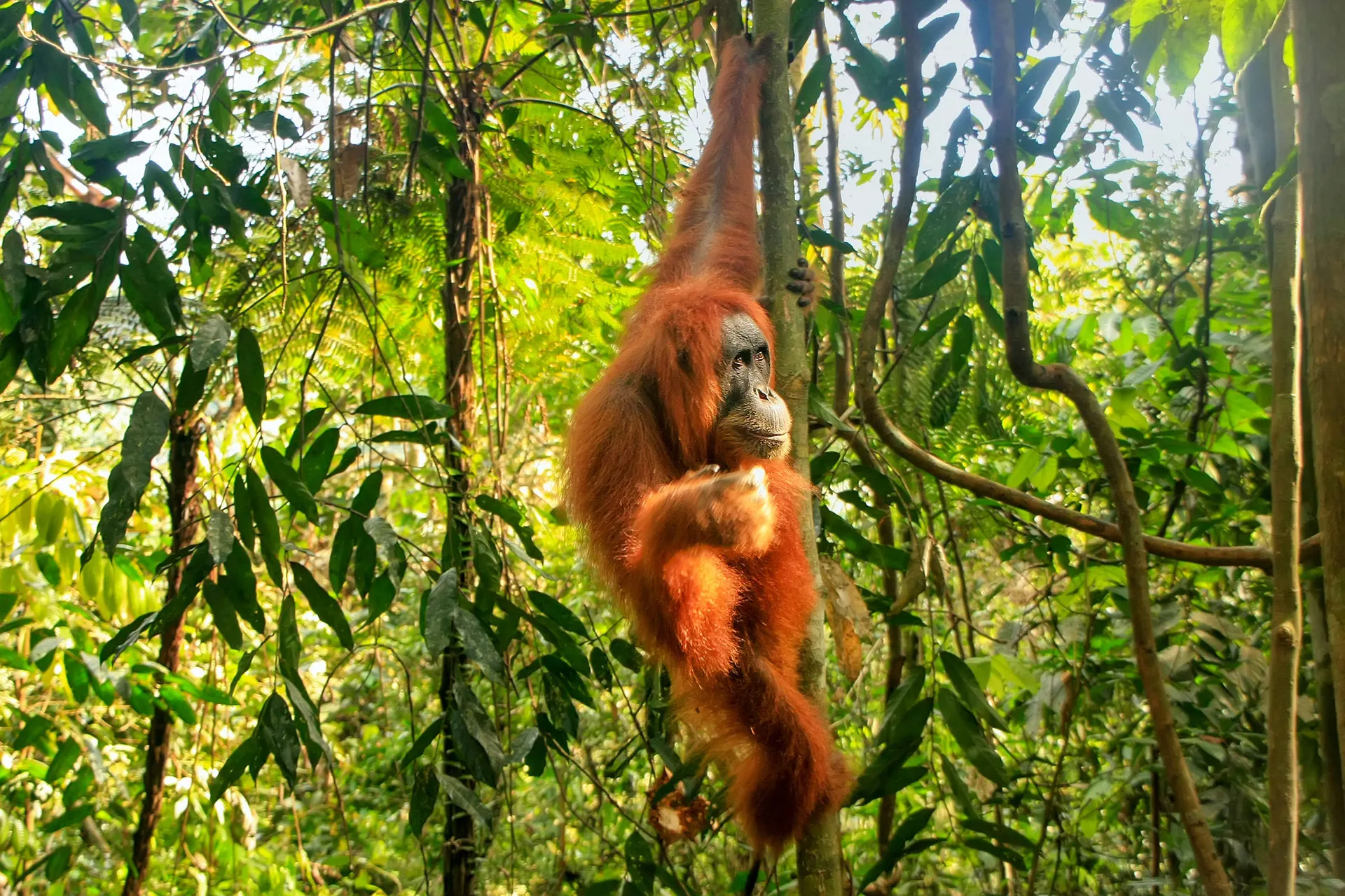 Online bestellen: Ontdek Noord-Sumatra en relax op Bali