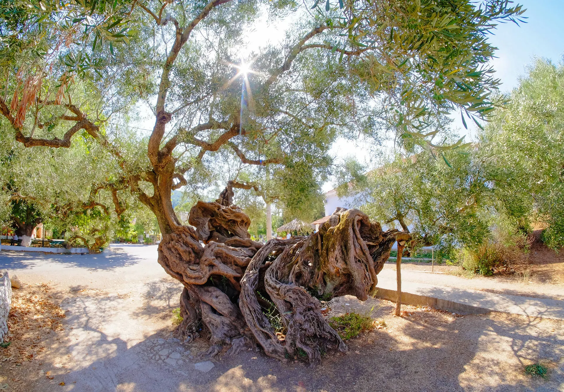 Ontdek Zakynthos vanuit Argassi.
