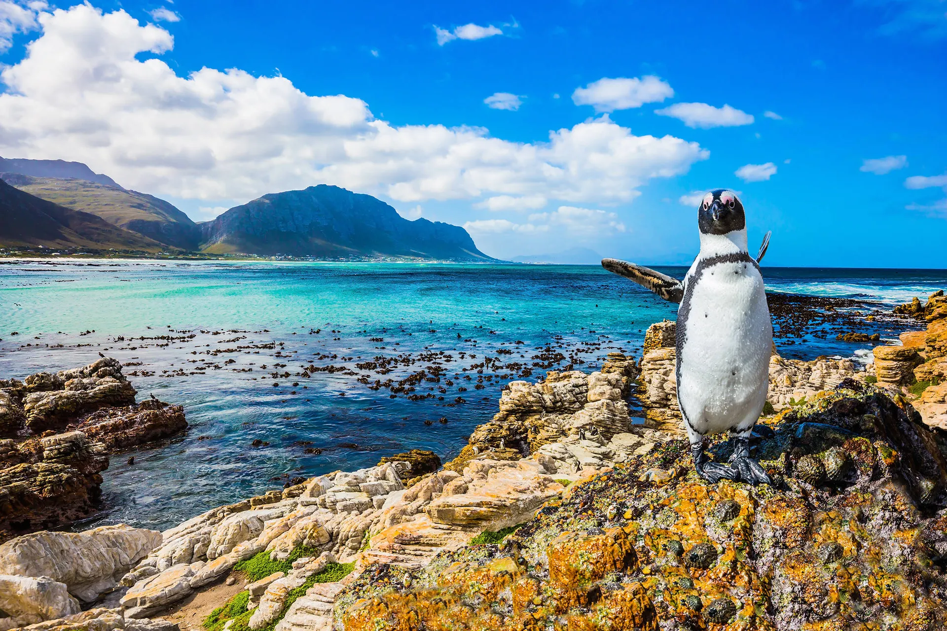 Pinguïns op Boulders Beach