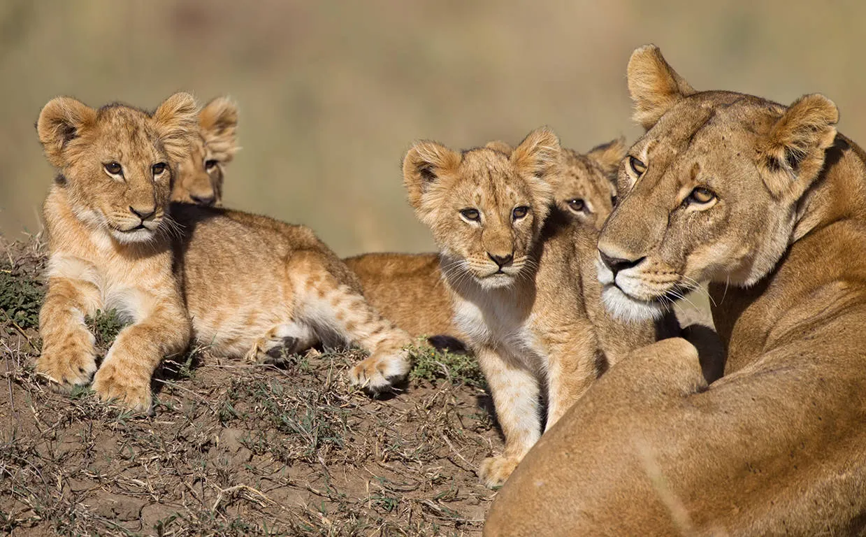 Ultimate Safari Experience - Sefapane Lodge