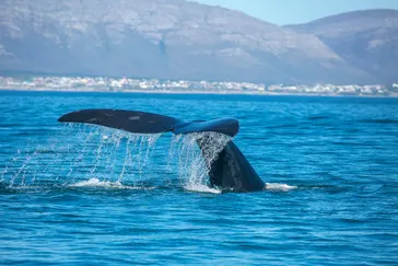 Walvis Hermanus