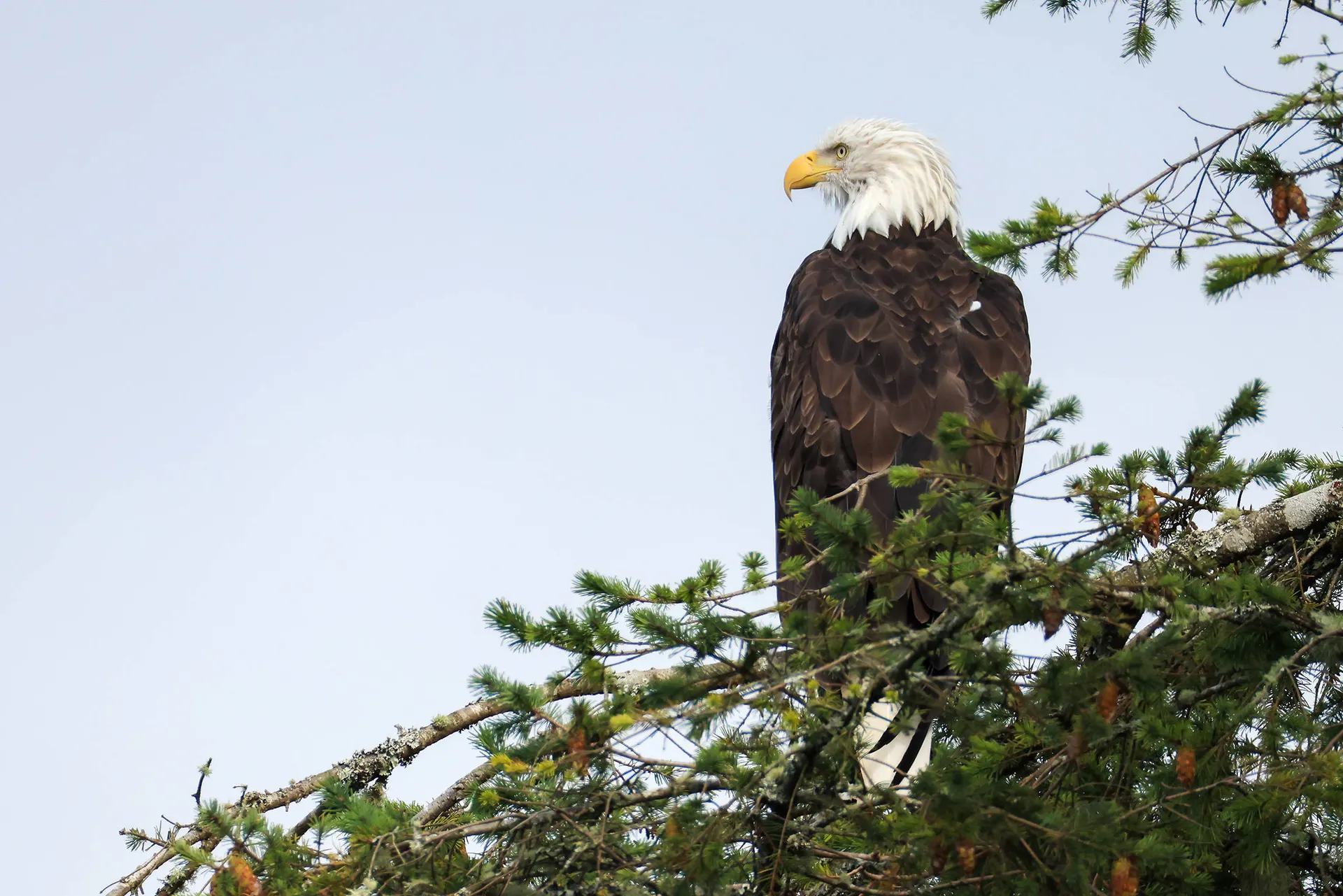 Bold Eagle