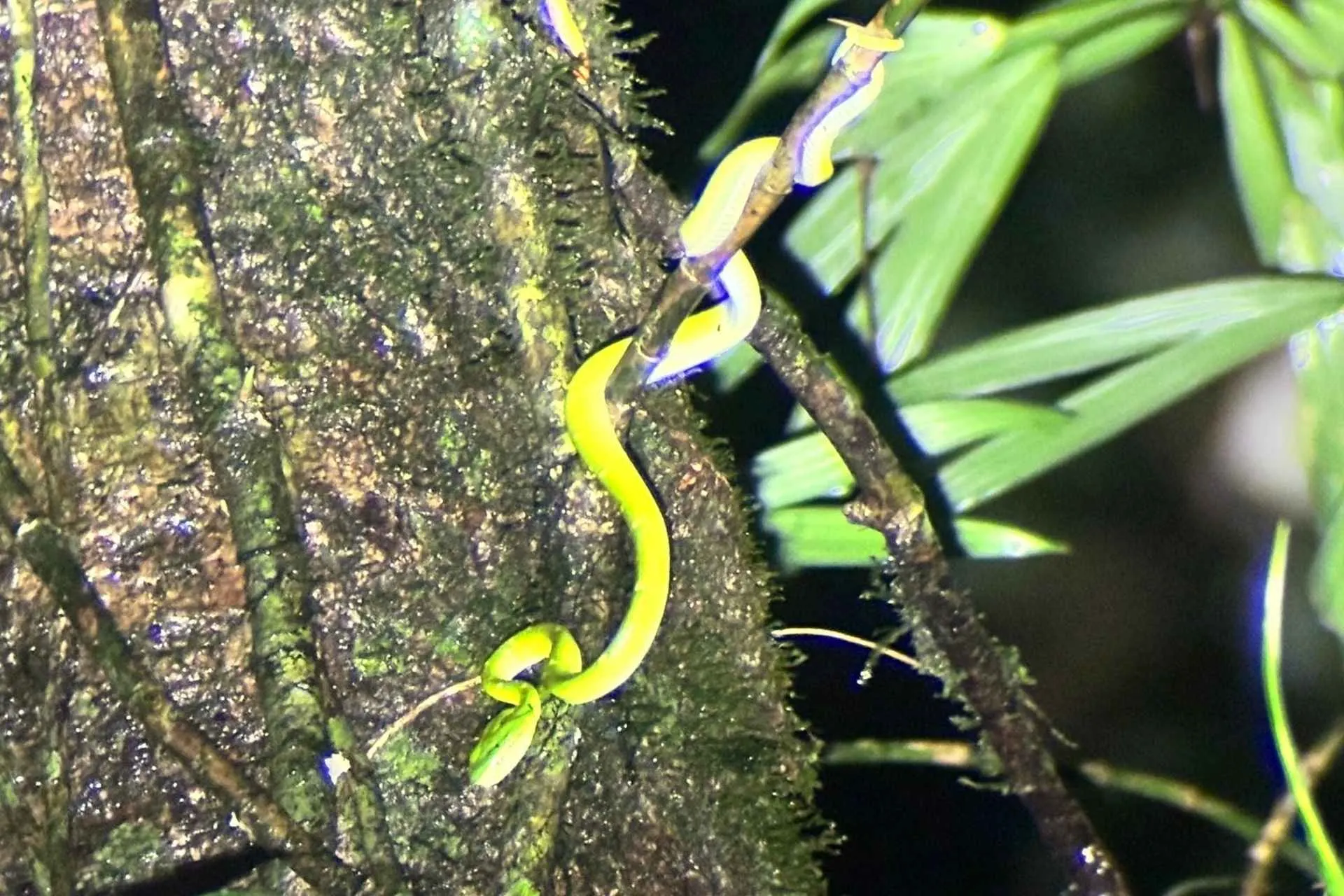 Slang in de natuur, Costa Rica tijdens studiereis Costa Rica | de Jong Intra Vakanties