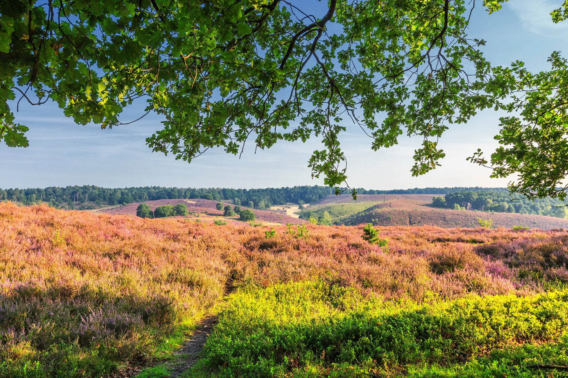 Online bestellen: De verrassende Veluwe, Nunspeet