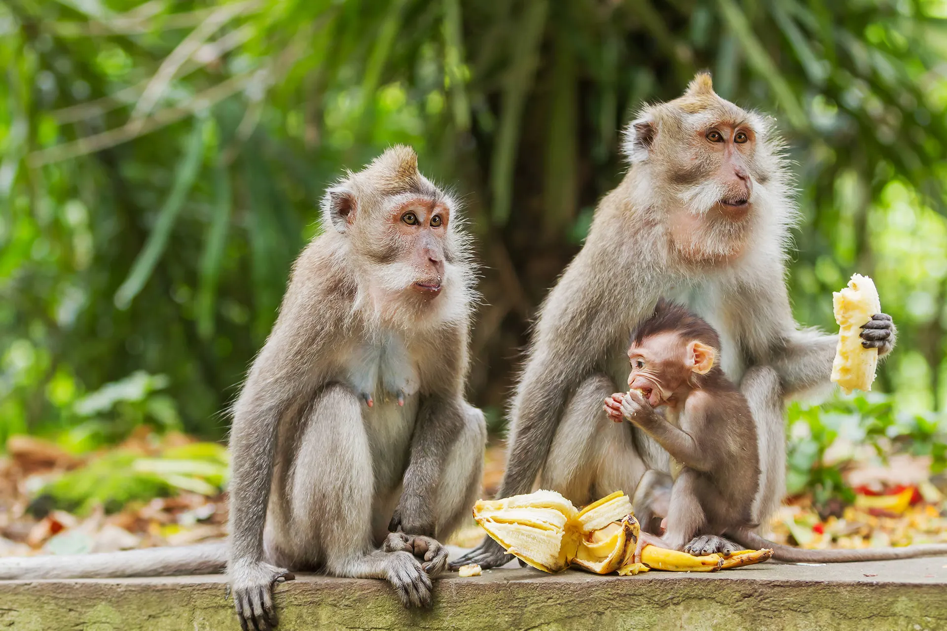 Monkey Forest Ubud