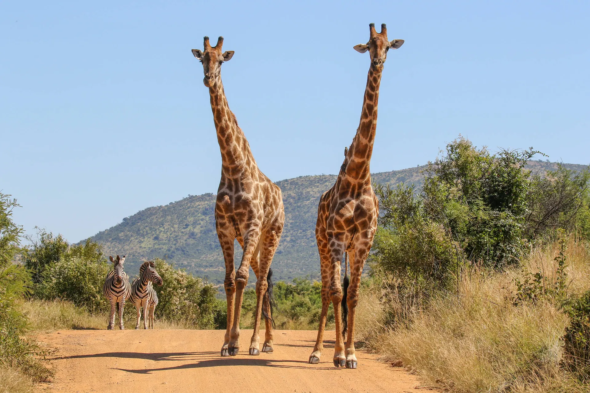Giraffe in het wildpark Hluhluwe