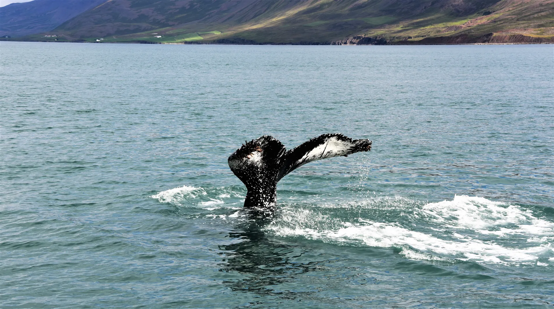 Stedentrip Reykjavik, Walvissafari, Stedentrips, IJsland | de Jong Intra Vakanties