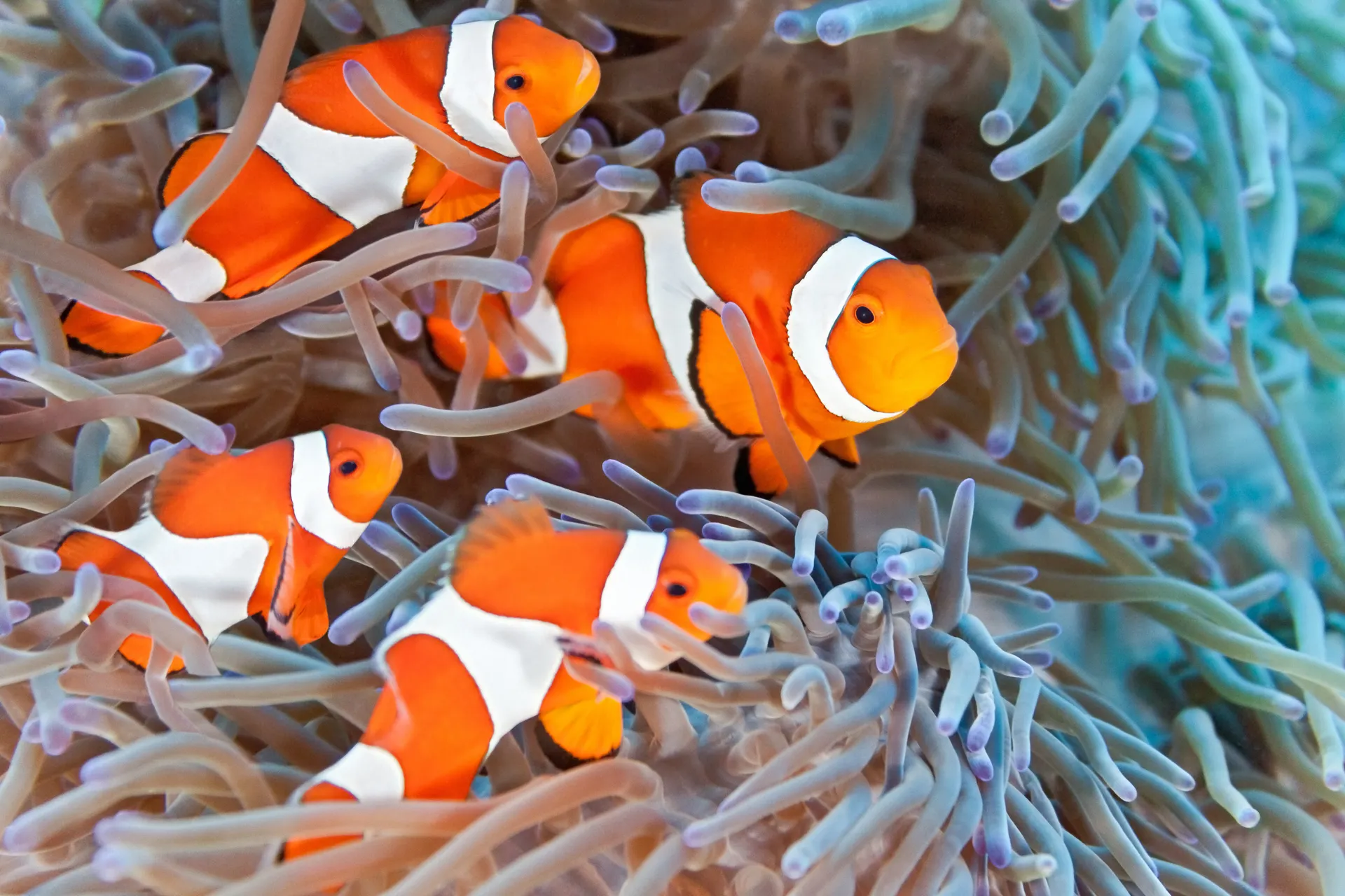 Sea Life Istanbul, Istanbul