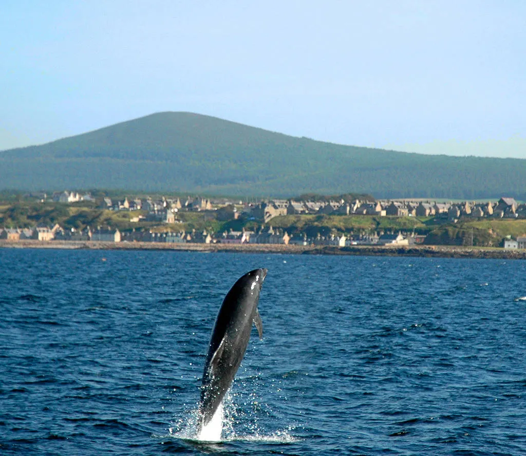 Dolfijn in Moray Firth