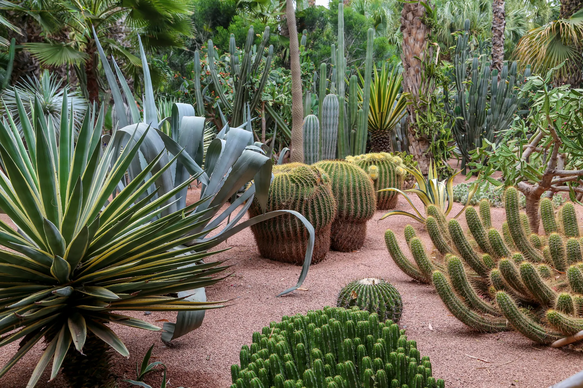 Stedentrip Marrakech, Jardin Majorelle, Marrakech, Marokko | de Jong Intra Vakanties
