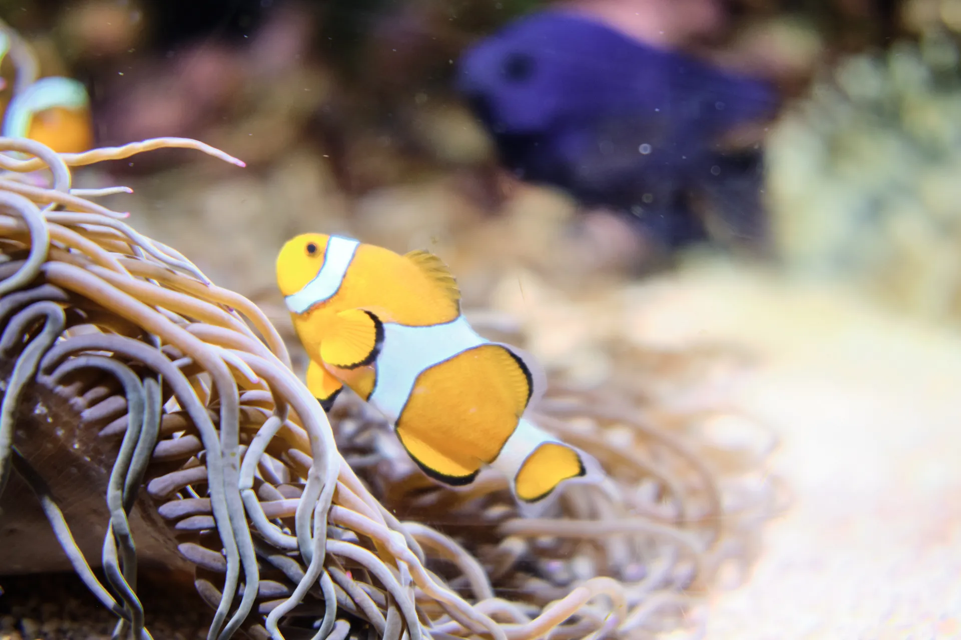 Oceanogràfic, Valencia