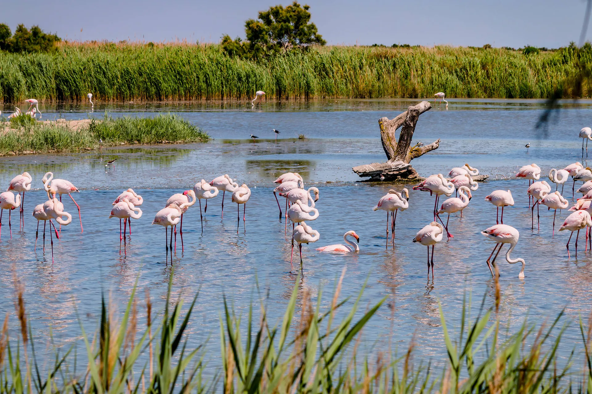 Camargue