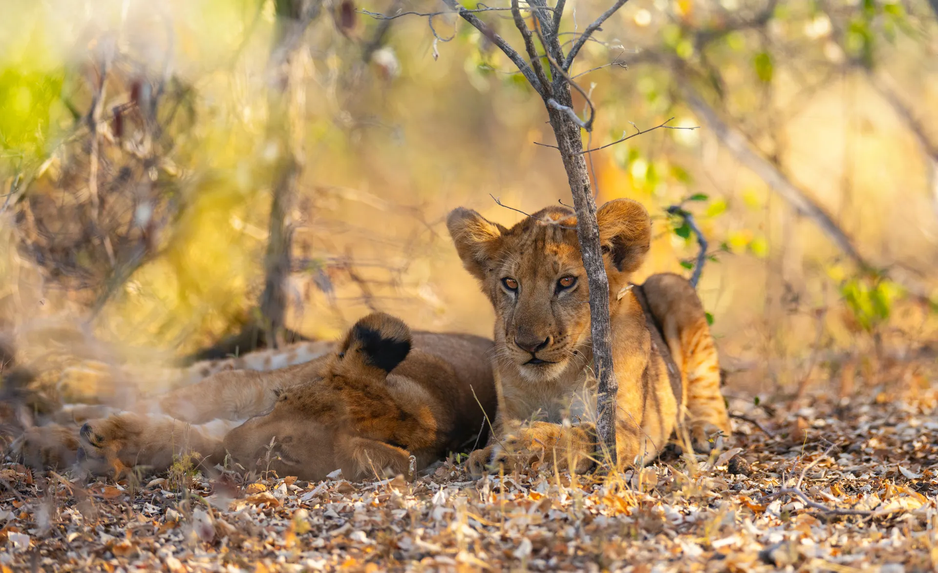 Leeuwen in Nyerere National Park