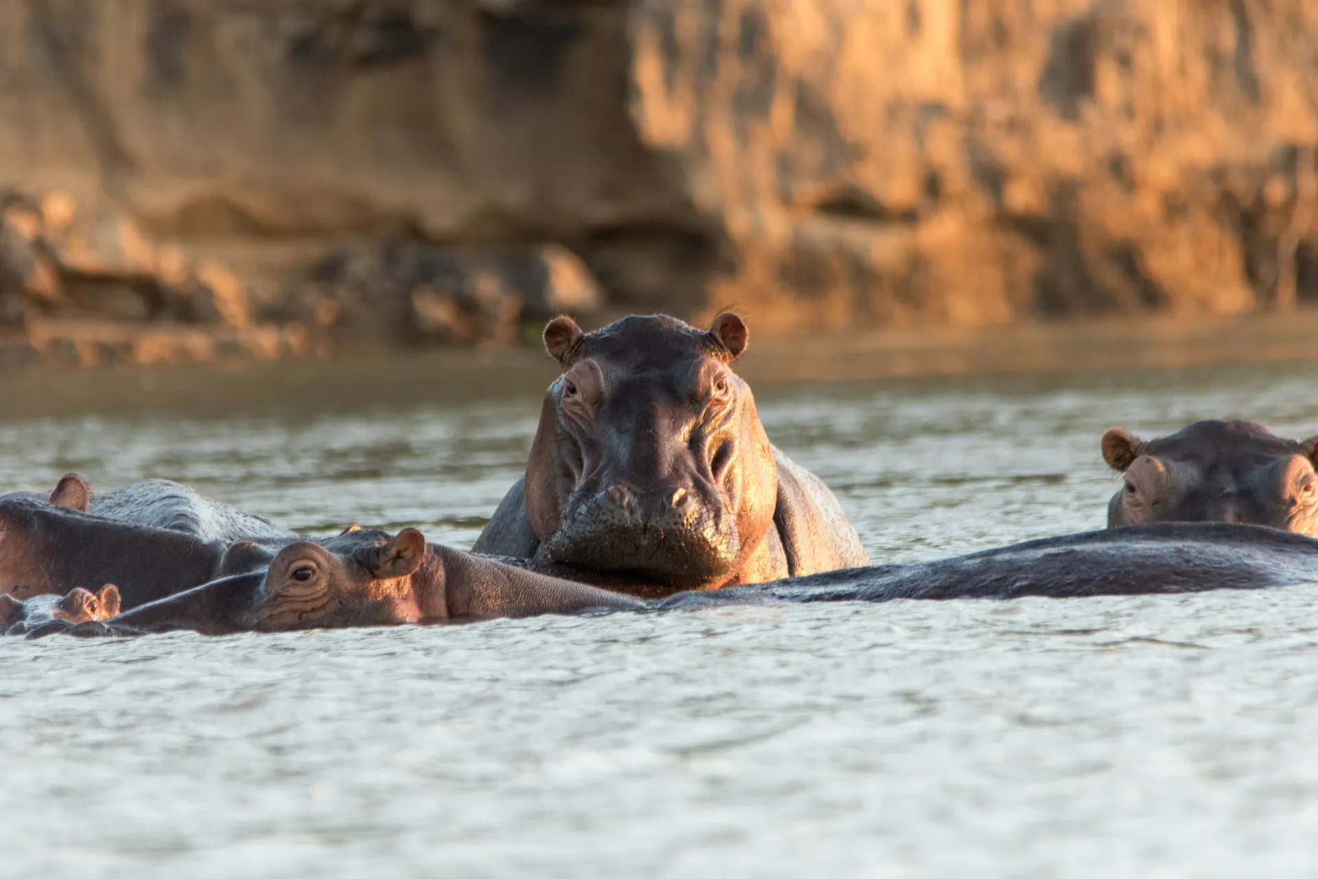 Nijlpaard in Rufiji rivier
