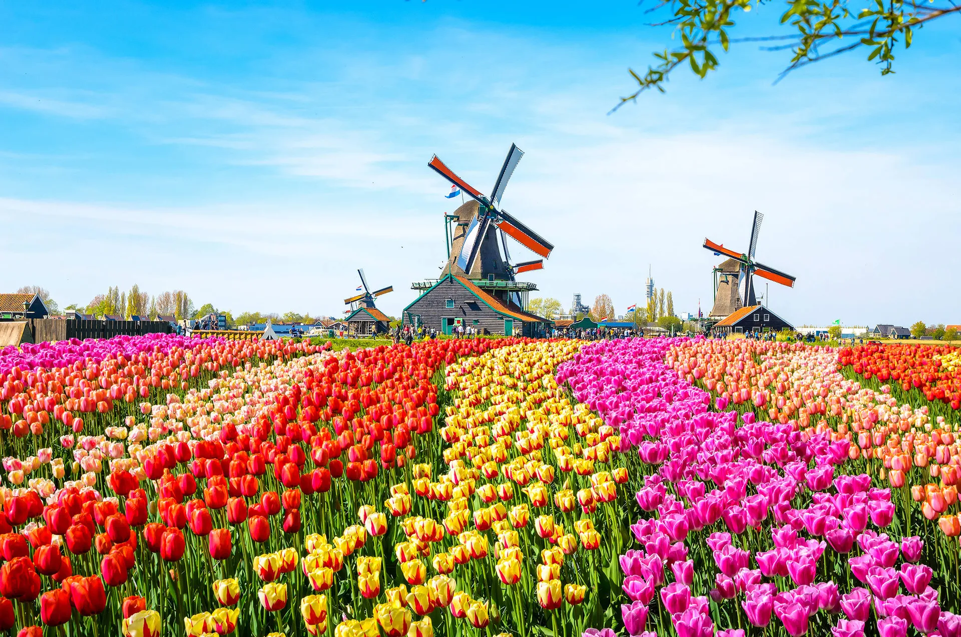 Online bestellen: Voorjaarscruise Nederland