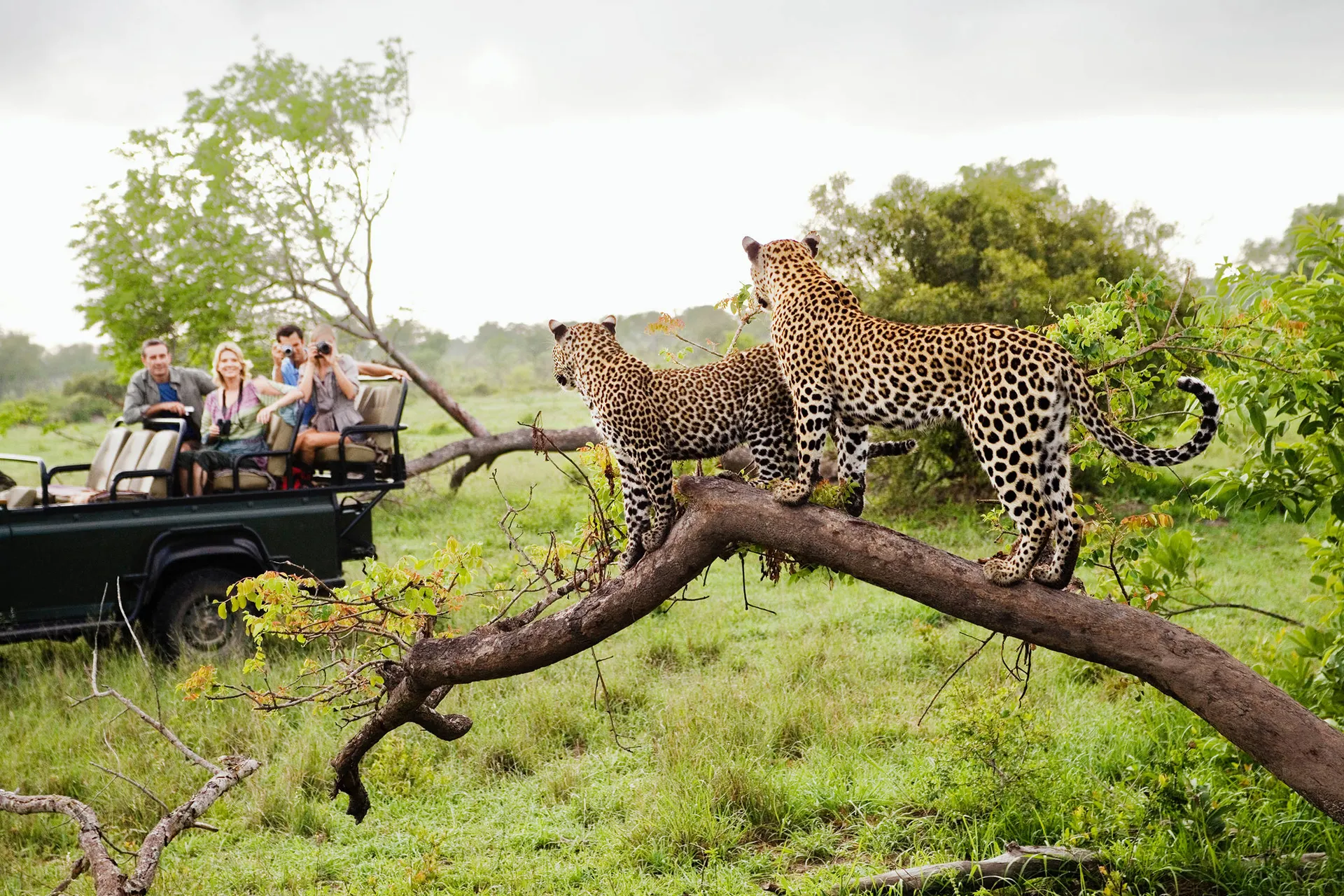Ontdek het Noorden van Zuid-Afrika incl. Kruger