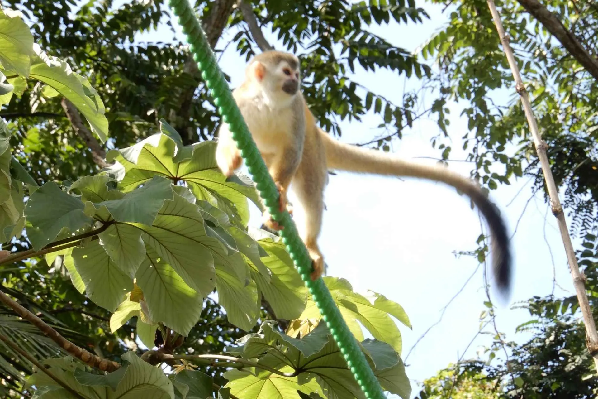  Doodshoofdaapje in het bos, Costa Rica tijdens studiereis Costa Rica | de Jong Intra Vakanties