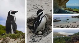 Zuid-afrika pinguins