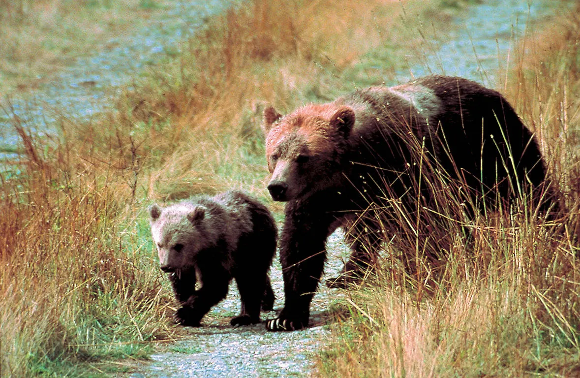 Grizzly Bears